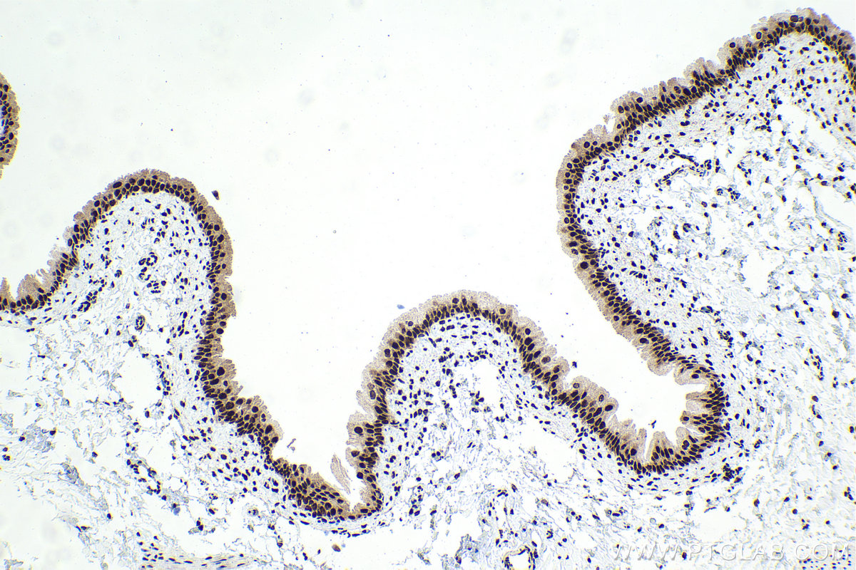 Immunohistochemical analysis of paraffin-embedded rat bladder tissue slide using KHC1580 (CSTF2 IHC Kit).