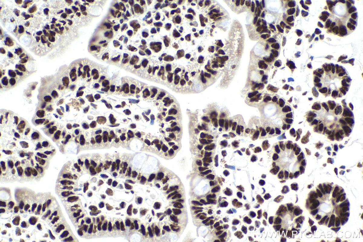 Immunohistochemical analysis of paraffin-embedded mouse small intestine tissue slide using KHC1580 (CSTF2 IHC Kit).