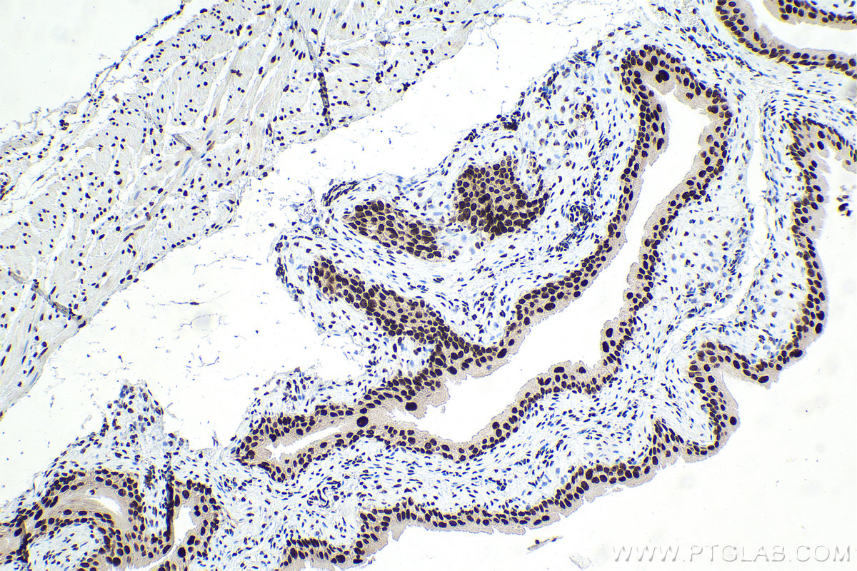 Immunohistochemical analysis of paraffin-embedded mouse bladder tissue slide using KHC1580 (CSTF2 IHC Kit).