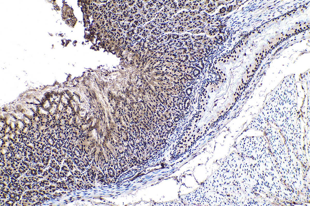 Immunohistochemical analysis of paraffin-embedded mouse stomach tissue slide using KHC0945 (CTBP1 IHC Kit).