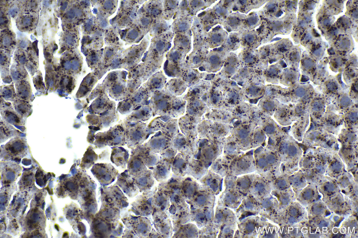 Immunohistochemical analysis of paraffin-embedded rat liver tissue slide using KHC1125 (CTSA IHC Kit).