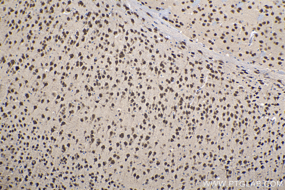 Immunohistochemical analysis of paraffin-embedded mouse brain tissue slide using KHC1121 (CUGBP2 IHC Kit).