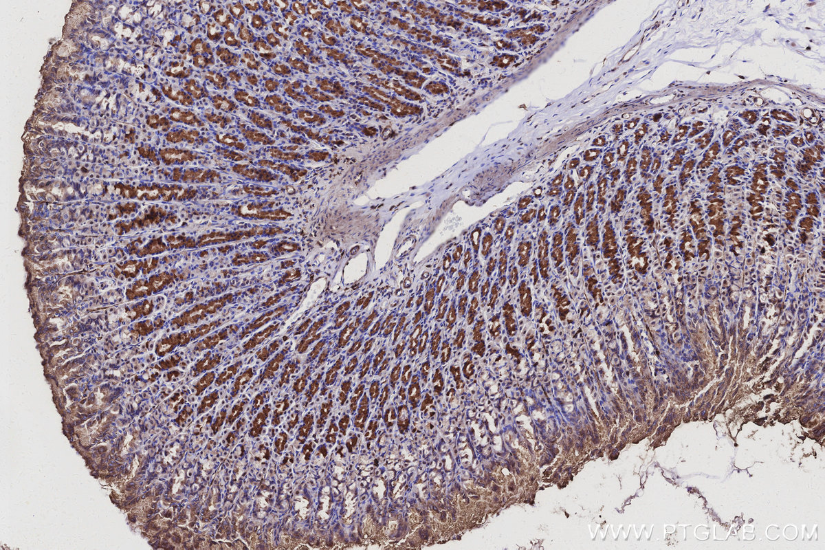 Immunohistochemical analysis of paraffin-embedded rat stomach tissue slide using KHC3103 (CWF19L1 IHC Kit).