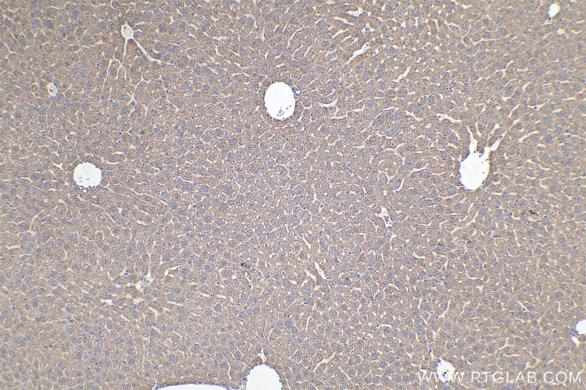 Immunohistochemical analysis of paraffin-embedded mouse liver tissue slide using KHC0245 (CYC1 IHC Kit).