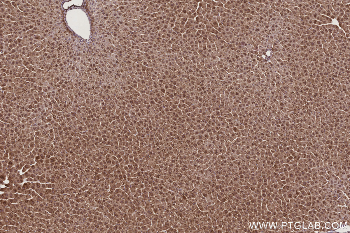 Immunohistochemical analysis of paraffin-embedded rat liver tissue slide using KHC3190 (Cytochrome P450 IHC Kit).