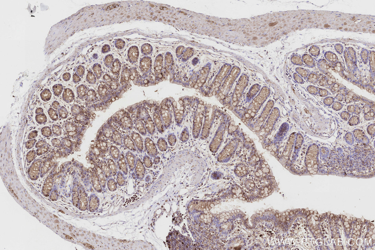 Immunohistochemical analysis of paraffin-embedded mouse colon tissue slide using KHC3190 (Cytochrome P450 IHC Kit).