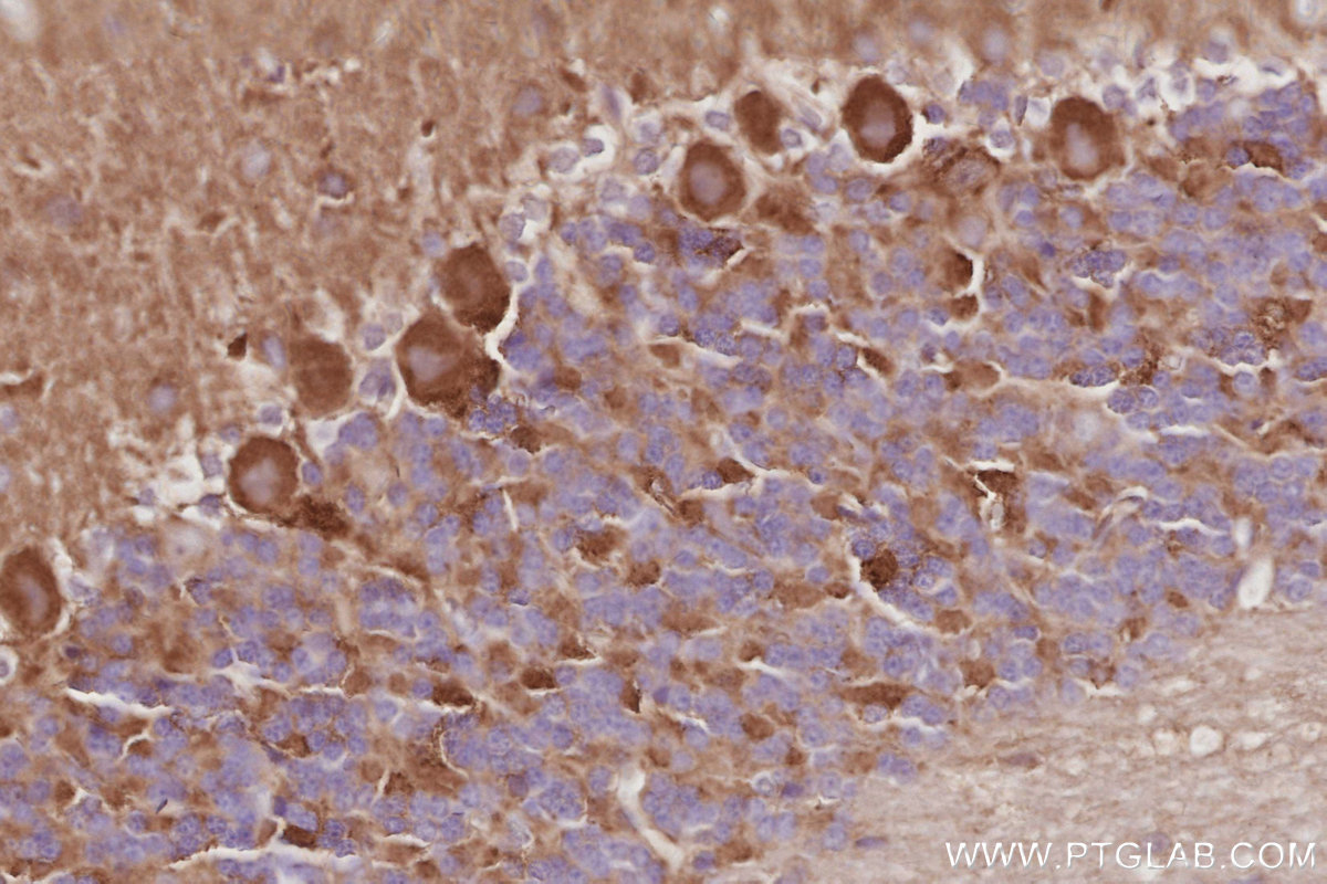 Immunohistochemical analysis of paraffin-embedded rat cerebellum tissue slide using KHC3071 (DAAM1 IHC Kit). Immunohistochemical analysis of paraffin-embedded rat cerebellum tissue slide using KHC3071 (DAAM1 IHC Kit).