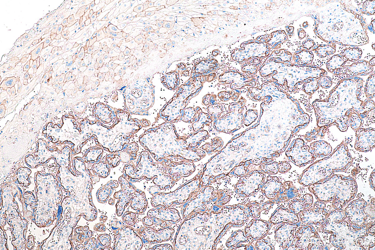 Immunohistochemical analysis of paraffin-embedded human placenta tissue slide using KHC0285 (DAG1 IHC Kit).