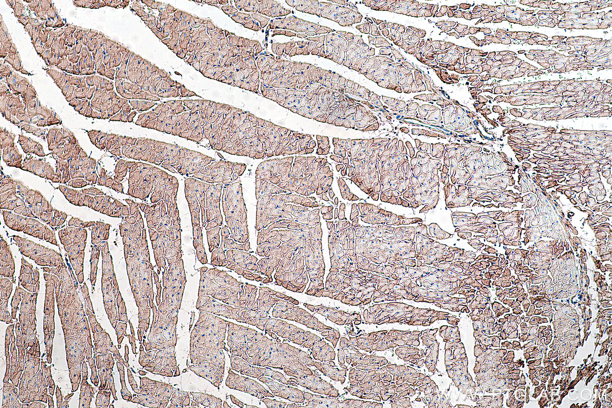 Immunohistochemical analysis of paraffin-embedded rat heart tissue slide using KHC0285 (DAG1 IHC Kit).