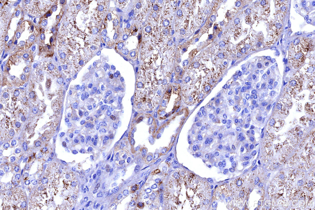 Immunohistochemical analysis of paraffin-embedded human kidney tissue slide using KHC3184 (DAO IHC Kit). Immunohistochemical analysis of paraffin-embedded human kidney tissue slide using KHC3184 (DAO IHC Kit).