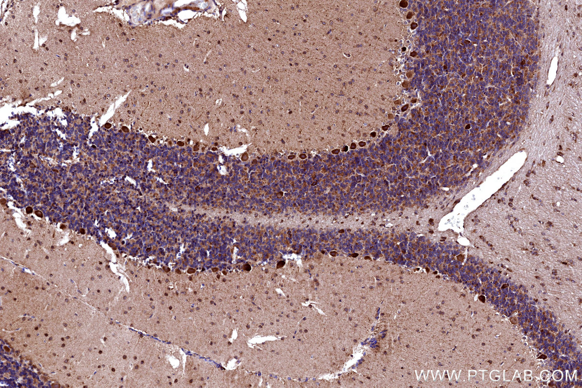 Immunohistochemical analysis of paraffin-embedded rat cerebellum tissue slide using KHC3184 (DAO IHC Kit). Immunohistochemical analysis of paraffin-embedded rat cerebellum tissue slide using KHC3184 (DAO IHC Kit).