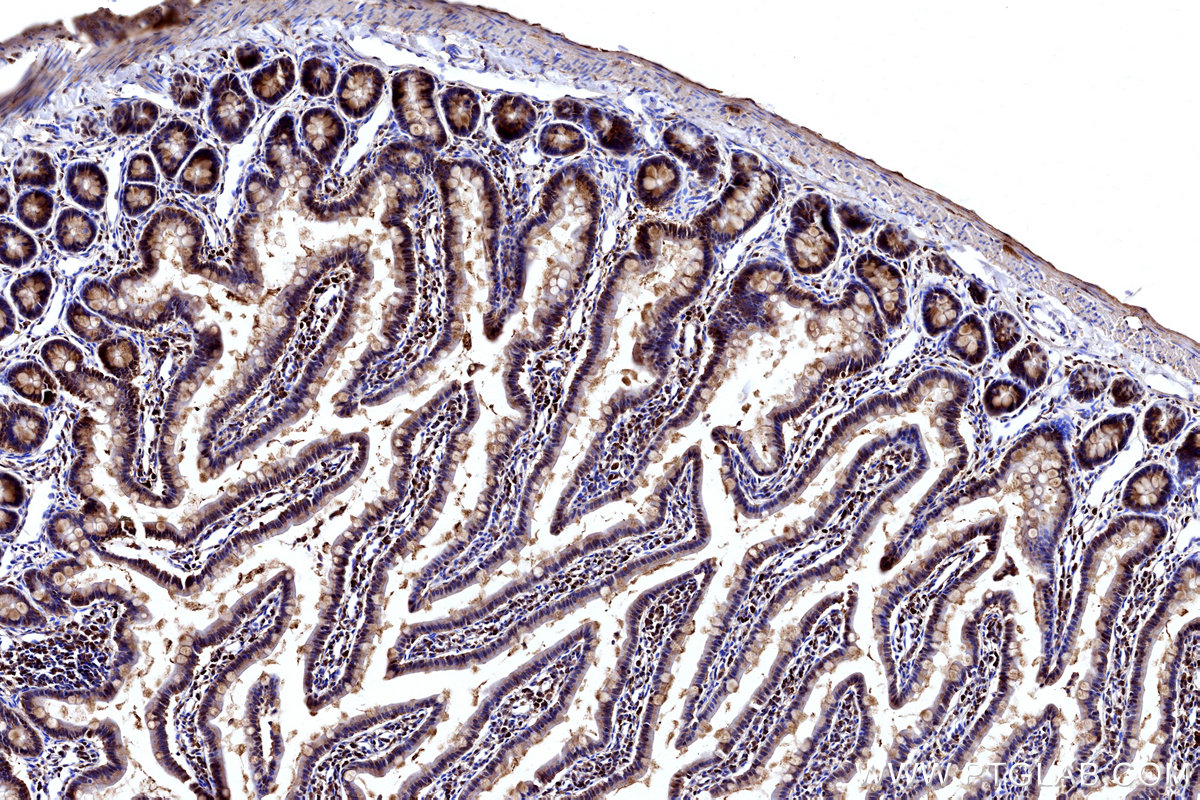 Immunohistochemical analysis of paraffin-embedded rat small intestine tissue slide using KHC3184 (DAO IHC Kit). Immunohistochemical analysis of paraffin-embedded rat small intestine tissue slide using KHC3184 (DAO IHC Kit).