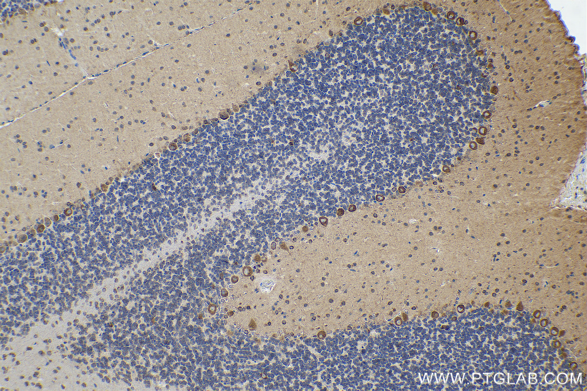 Immunohistochemical analysis of paraffin-embedded rat cerebellum tissue slide using KHC0843 (DARS IHC Kit).