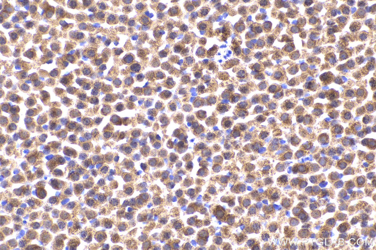 Immunohistochemical analysis of paraffin-embedded mouse adrenal gland tissue slide using KHC2179 (DBT IHC Kit).