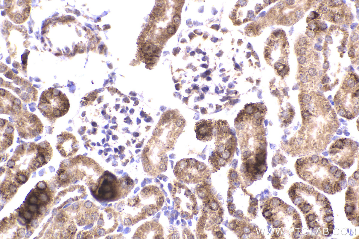 Immunohistochemical analysis of paraffin-embedded mouse kidney tissue slide using KHC2179 (DBT IHC Kit).