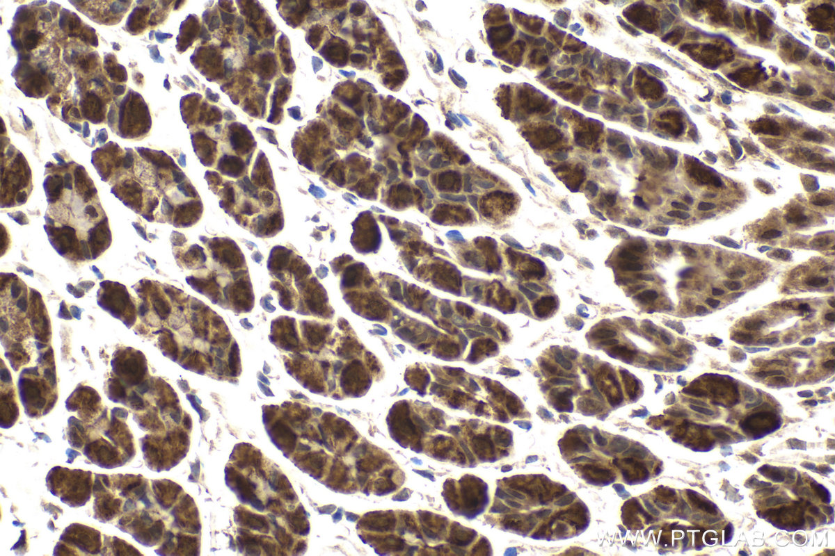 Immunohistochemical analysis of paraffin-embedded mouse stomach tissue slide using KHC2022 (DCAF1/VPRBP IHC Kit).
