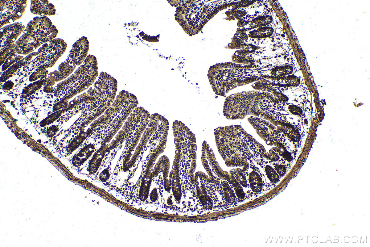Immunohistochemical analysis of paraffin-embedded mouse small intestine tissue slide using KHC1760 (DDB1 IHC Kit).