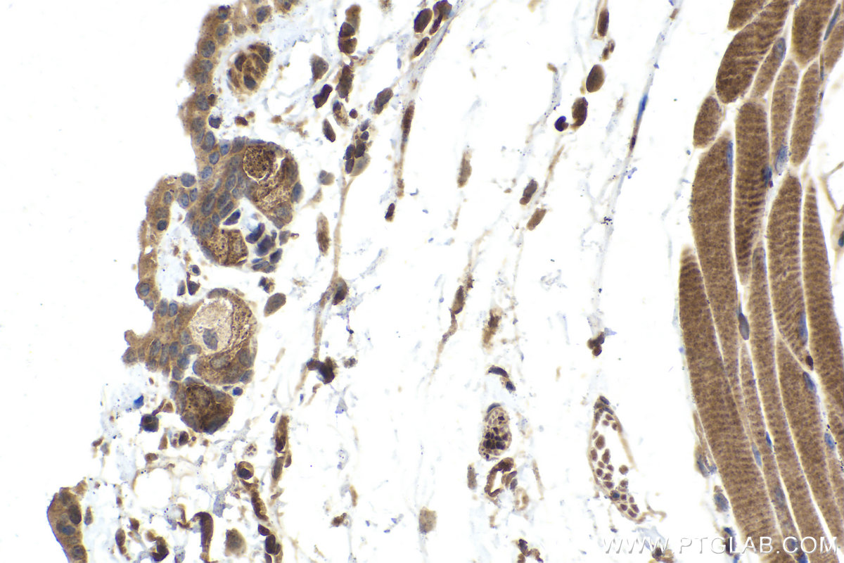 Immunohistochemical analysis of paraffin-embedded mouse skin tissue slide using KHC1585 (DDIT3 IHC Kit).
