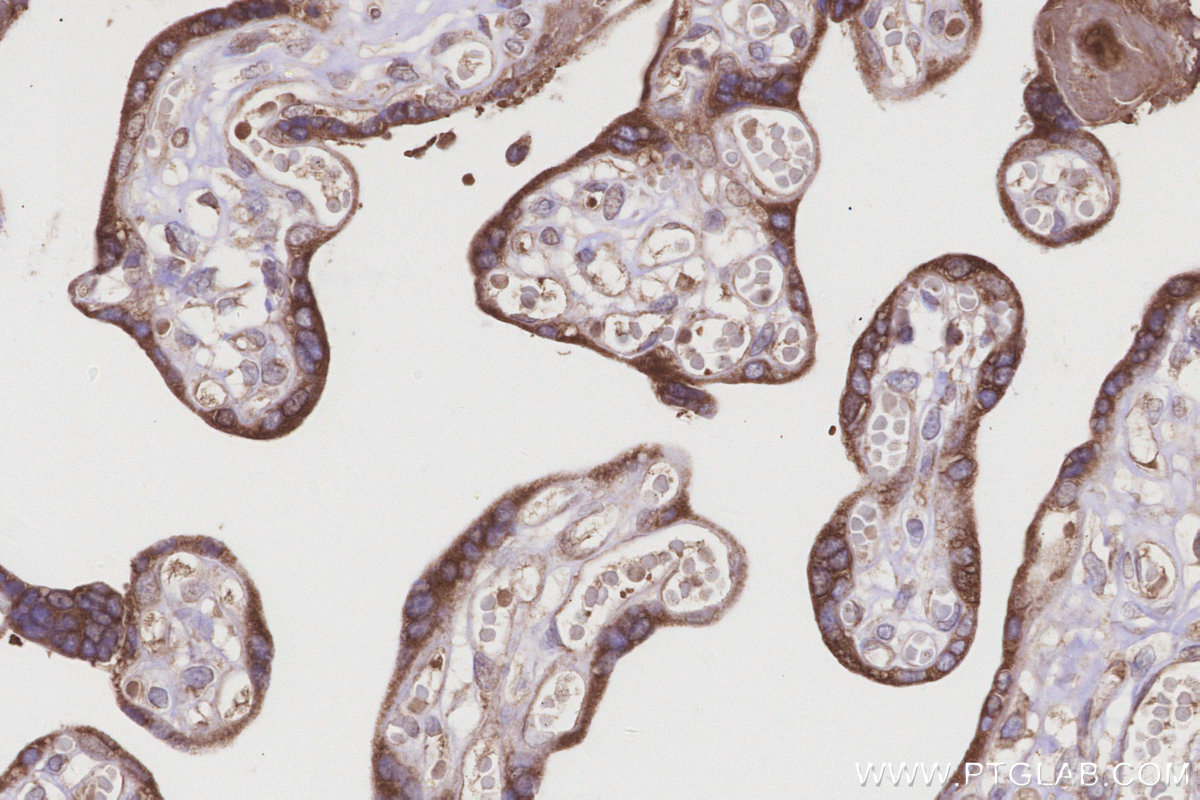 Immunohistochemical analysis of paraffin-embedded human placenta tissue slide using KHC3208 (DDOST IHC Kit). Immunohistochemical analysis of paraffin-embedded human placenta tissue slide using KHC3208 (DDOST IHC Kit).