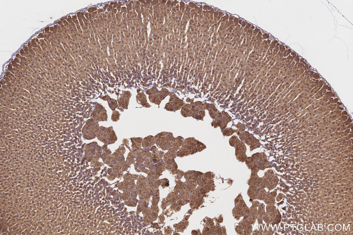 Immunohistochemical analysis of paraffin-embedded mouse adrenal gland tissue slide using KHC2799 (DDRGK1 IHC Kit).