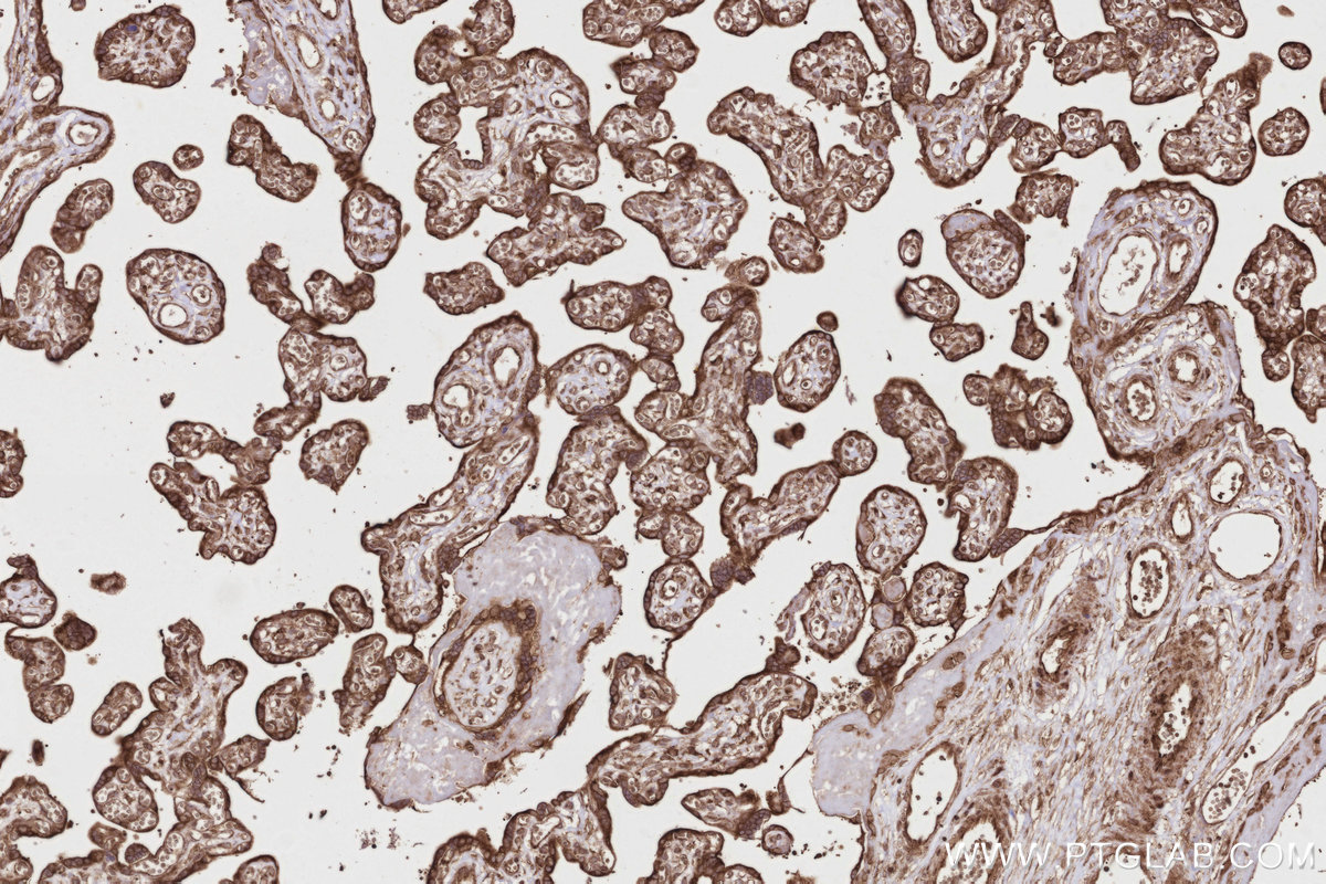 Immunohistochemical analysis of paraffin-embedded human placenta tissue slide using KHC2799 (DDRGK1 IHC Kit).