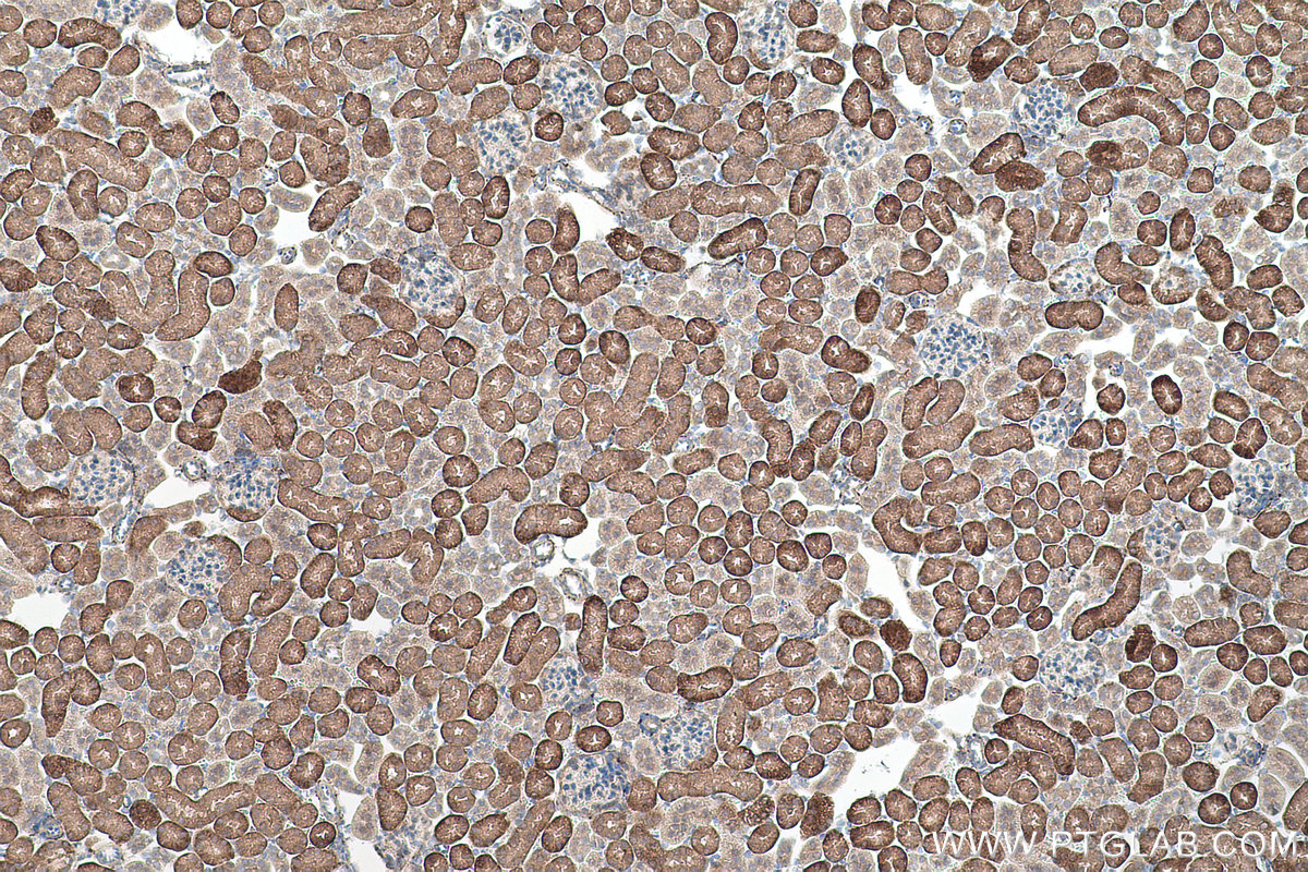 Immunohistochemical analysis of paraffin-embedded mouse kidney tissue slide using KHC0527 (DDT IHC Kit).