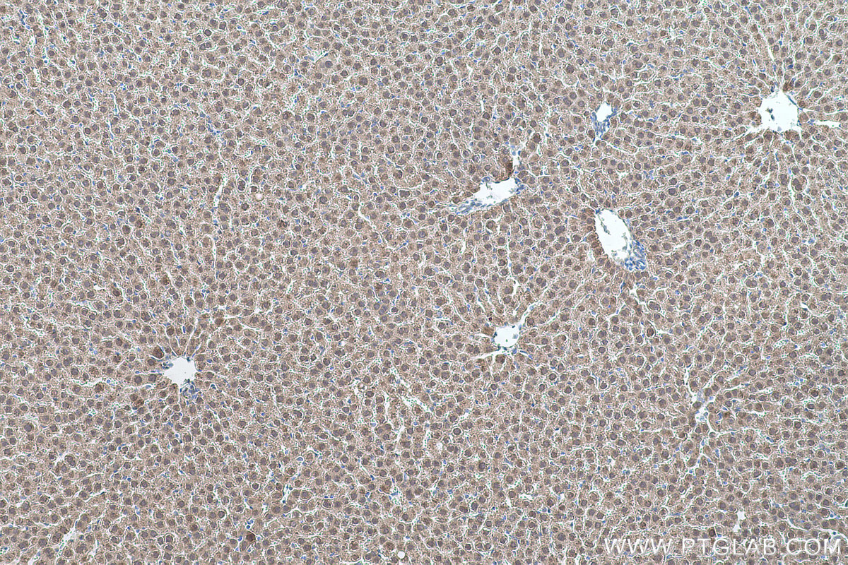 Immunohistochemical analysis of paraffin-embedded rat liver tissue slide using KHC0527 (DDT IHC Kit).