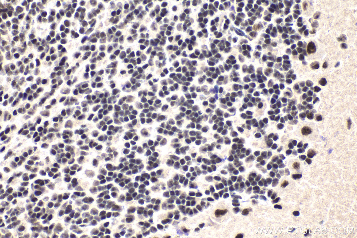 Immunohistochemical analysis of paraffin-embedded rat cerebellum tissue slide using KHC1905 (DDX23 IHC Kit).