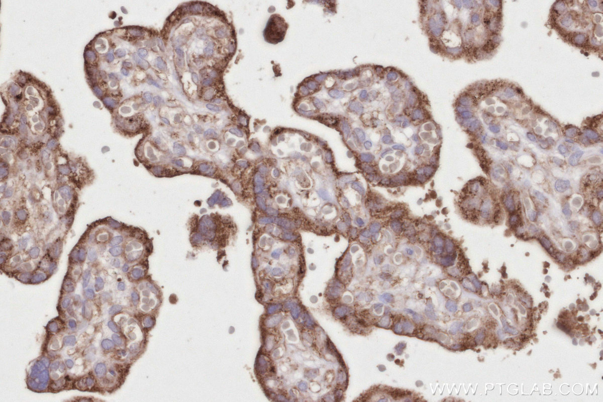 Immunohistochemical analysis of paraffin-embedded human placenta tissue slide using KHC2800 (DHTKD1 IHC Kit).
