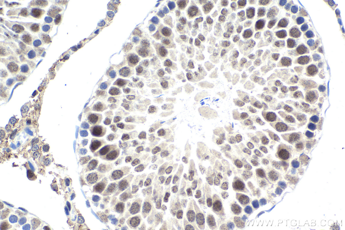 Immunohistochemical analysis of paraffin-embedded rat testis tissue slide using KHC1848 (DHX38 IHC Kit).