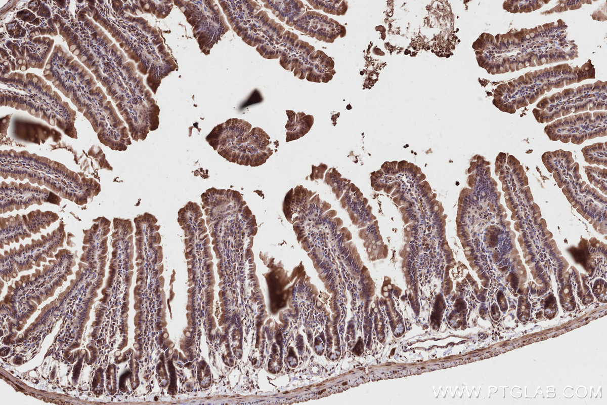 Immunohistochemical analysis of paraffin-embedded mouse small intestine tissue slide using KHC2821 (DLC1 IHC Kit).