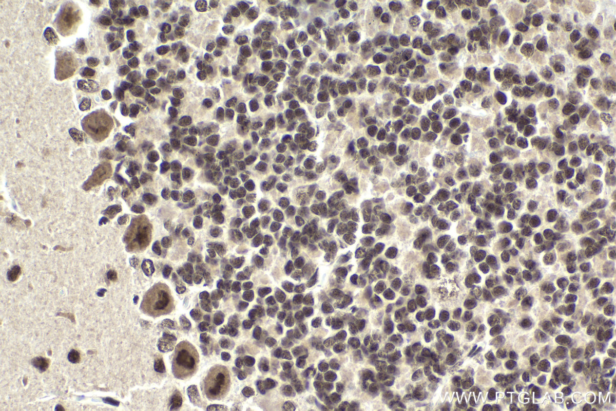 Immunohistochemical analysis of paraffin-embedded rat cerebellum tissue slide using KHC1953 (DMAP1 IHC Kit).