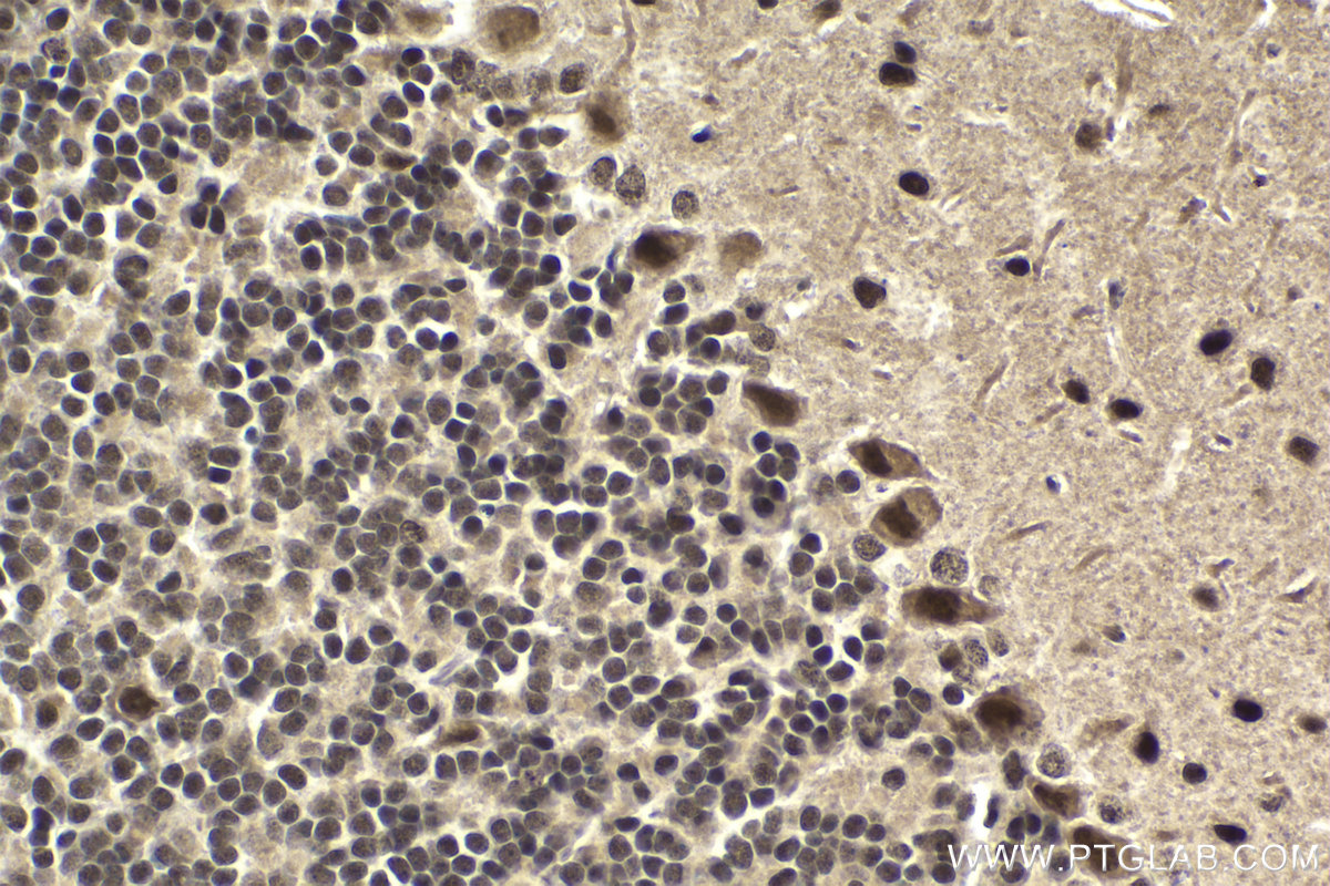 Immunohistochemical analysis of paraffin-embedded mouse cerebellum tissue slide using KHC1953 (DMAP1 IHC Kit).