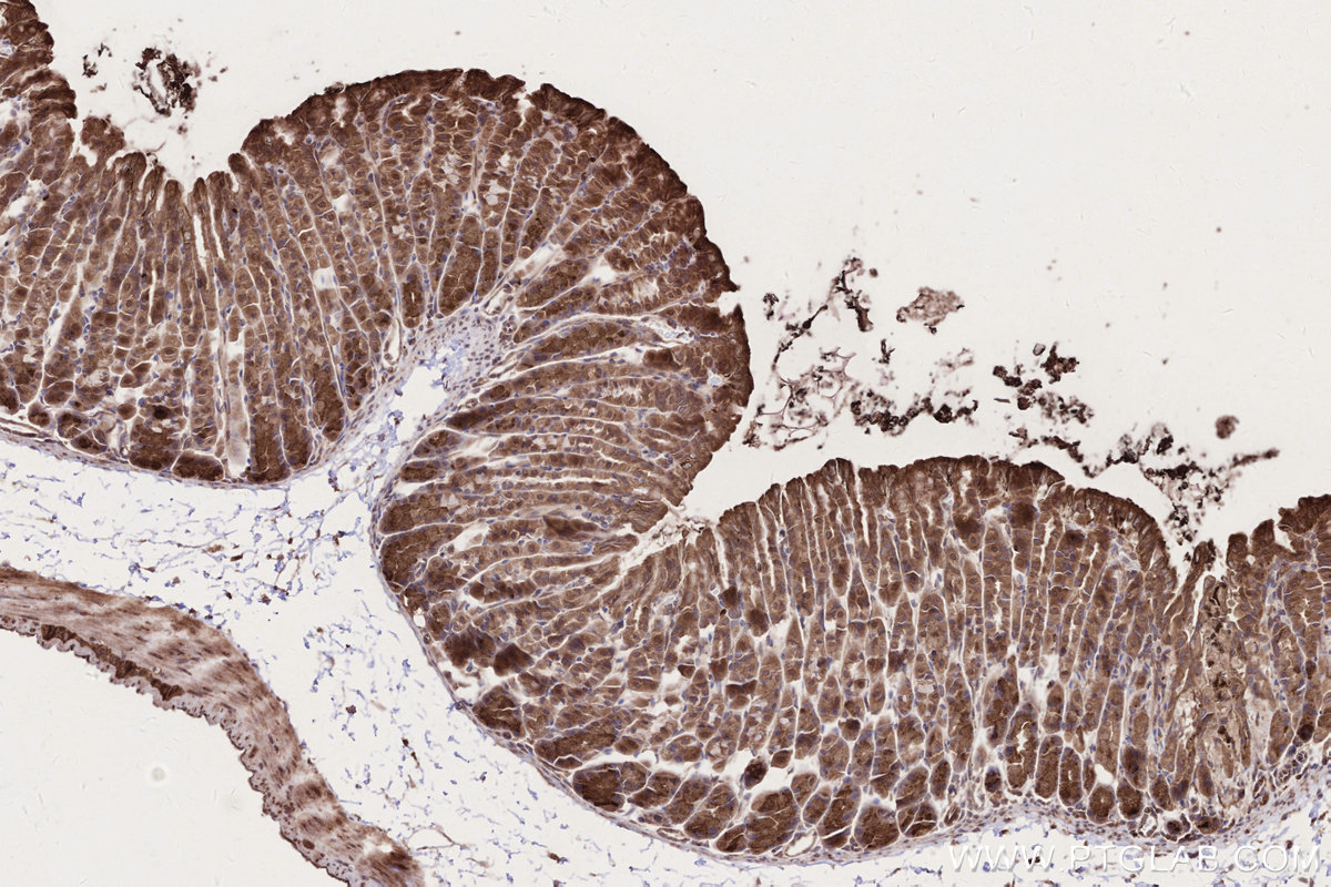 Immunohistochemical analysis of paraffin-embedded mouse stomach tissue slide using KHC2718 (DMXL2 IHC Kit).
