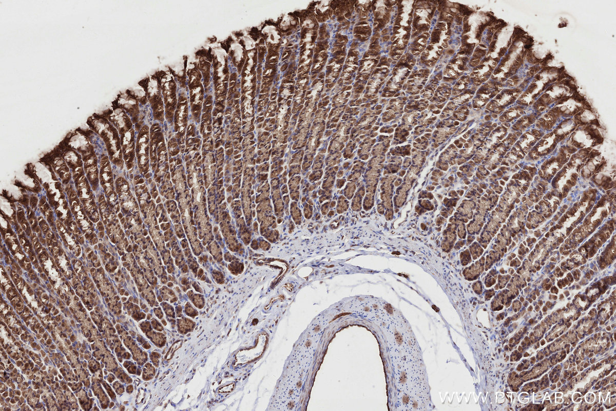 Immunohistochemical analysis of paraffin-embedded rat stomach tissue slide using KHC2718 (DMXL2 IHC Kit).