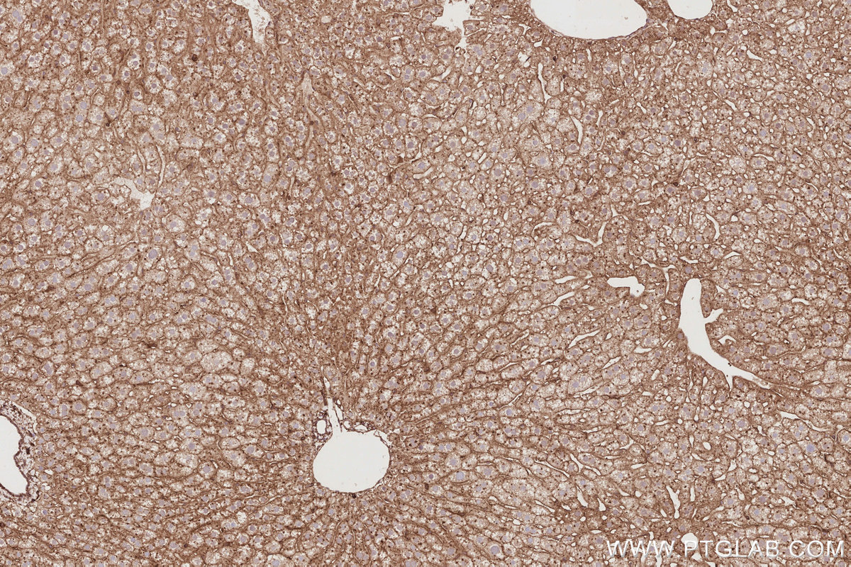 Immunohistochemical analysis of paraffin-embedded mouse liver tissue slide using KHC2914 (DNAJC5 IHC Kit).