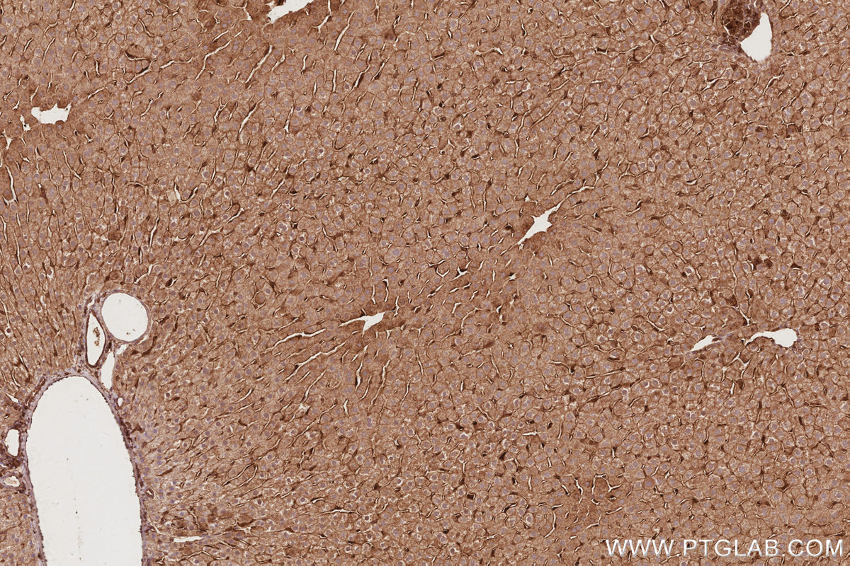 Immunohistochemical analysis of paraffin-embedded rat liver tissue slide using KHC2914 (DNAJC5 IHC Kit).