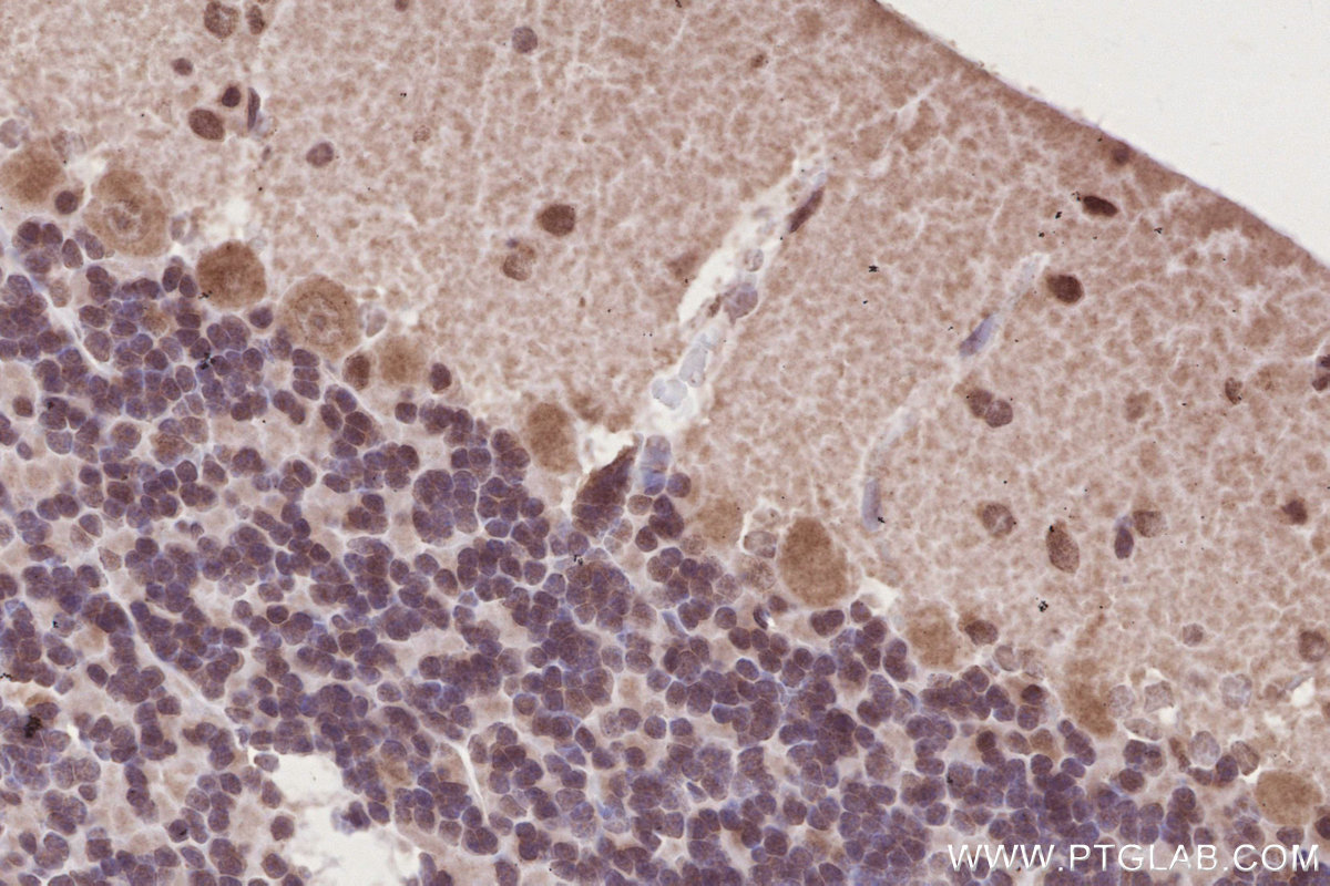 Immunohistochemical analysis of paraffin-embedded rat cerebellum tissue slide using KHC2780 (DOCK10 IHC Kit).
