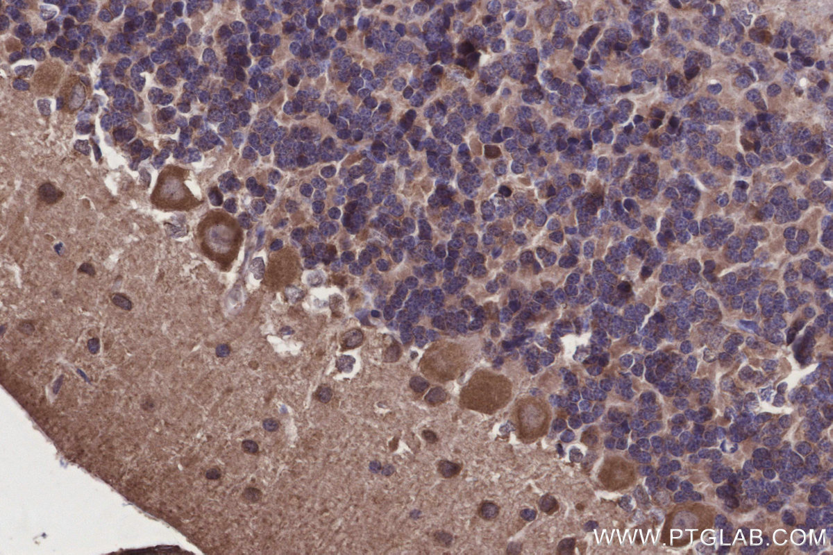 Immunohistochemical analysis of paraffin-embedded rat cerebellum tissue slide using KHC2924 (DOCK5 IHC Kit).