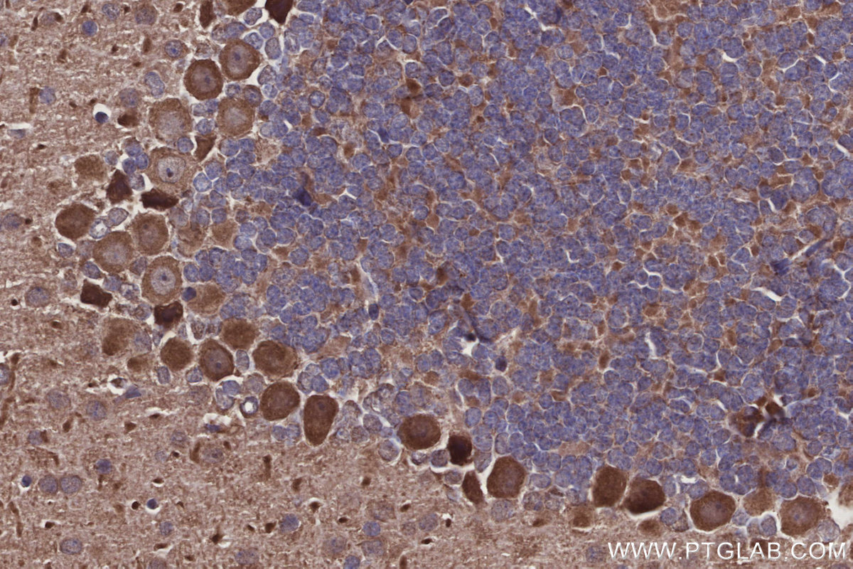 Immunohistochemical analysis of paraffin-embedded mouse cerebellum tissue slide using KHC2924 (DOCK5 IHC Kit).