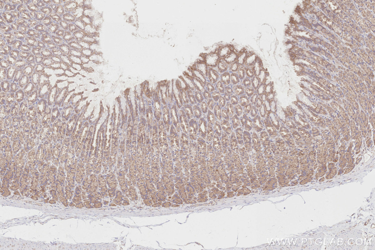 Immunohistochemical analysis of paraffin-embedded rat stomach tissue slide using KHC2809 (DOCK7 IHC Kit).