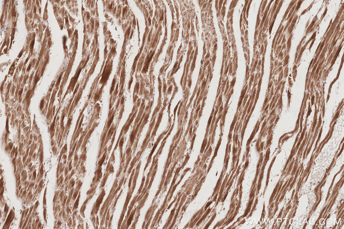 Immunohistochemical analysis of paraffin-embedded rat heart tissue slide using KHC2889 (DOCK9 IHC Kit).