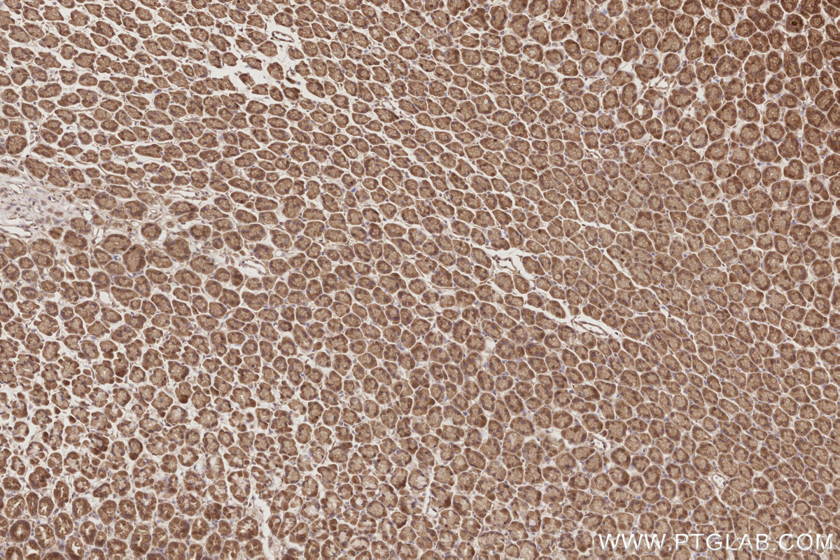 Immunohistochemical analysis of paraffin-embedded rat stomach tissue slide using KHC2889 (DOCK9 IHC Kit).