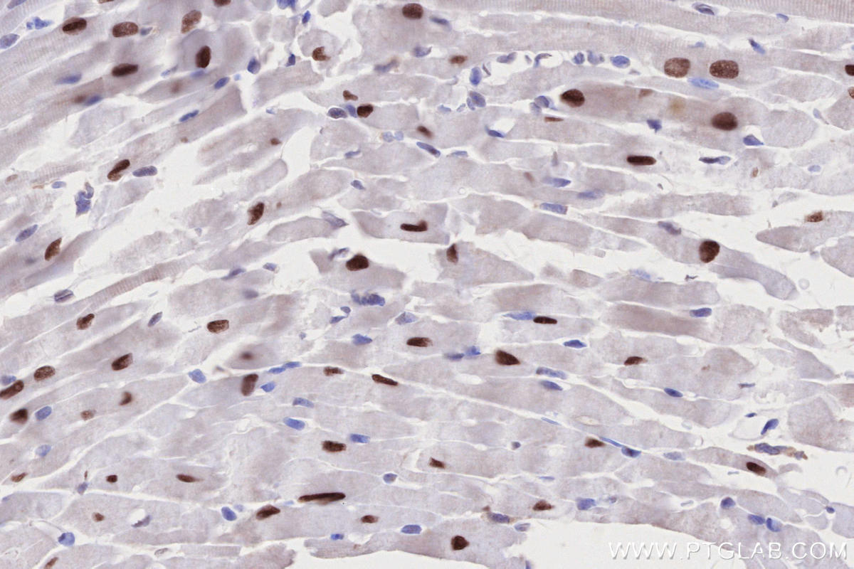 Immunohistochemical analysis of paraffin-embedded mouse heart tissue slide using KHC2755 (DPF3 IHC Kit).