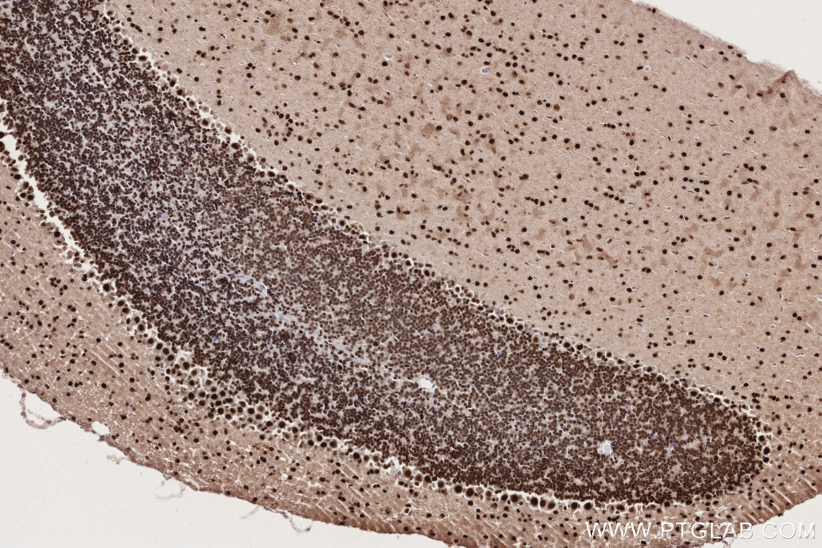 Immunohistochemical analysis of paraffin-embedded mouse cerebellum tissue slide using KHC2755 (DPF3 IHC Kit).