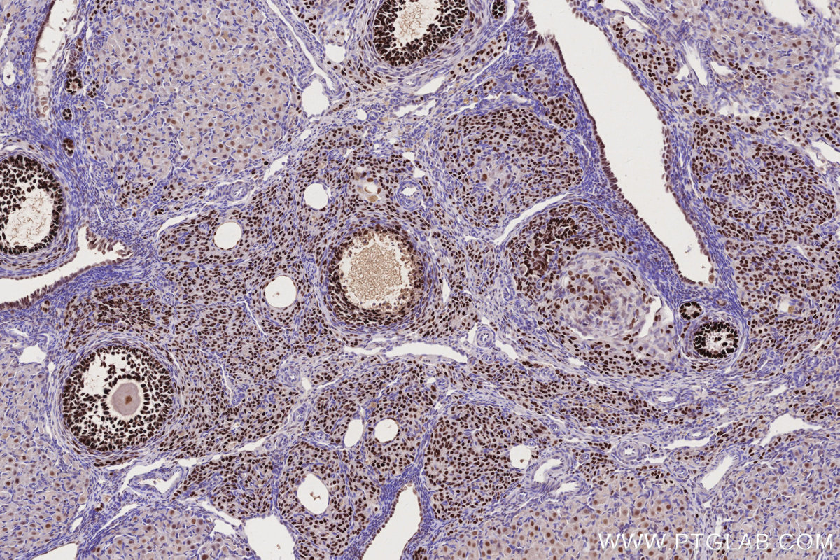 Immunohistochemical analysis of paraffin-embedded rat ovary tissue slide using KHC2755 (DPF3 IHC Kit).