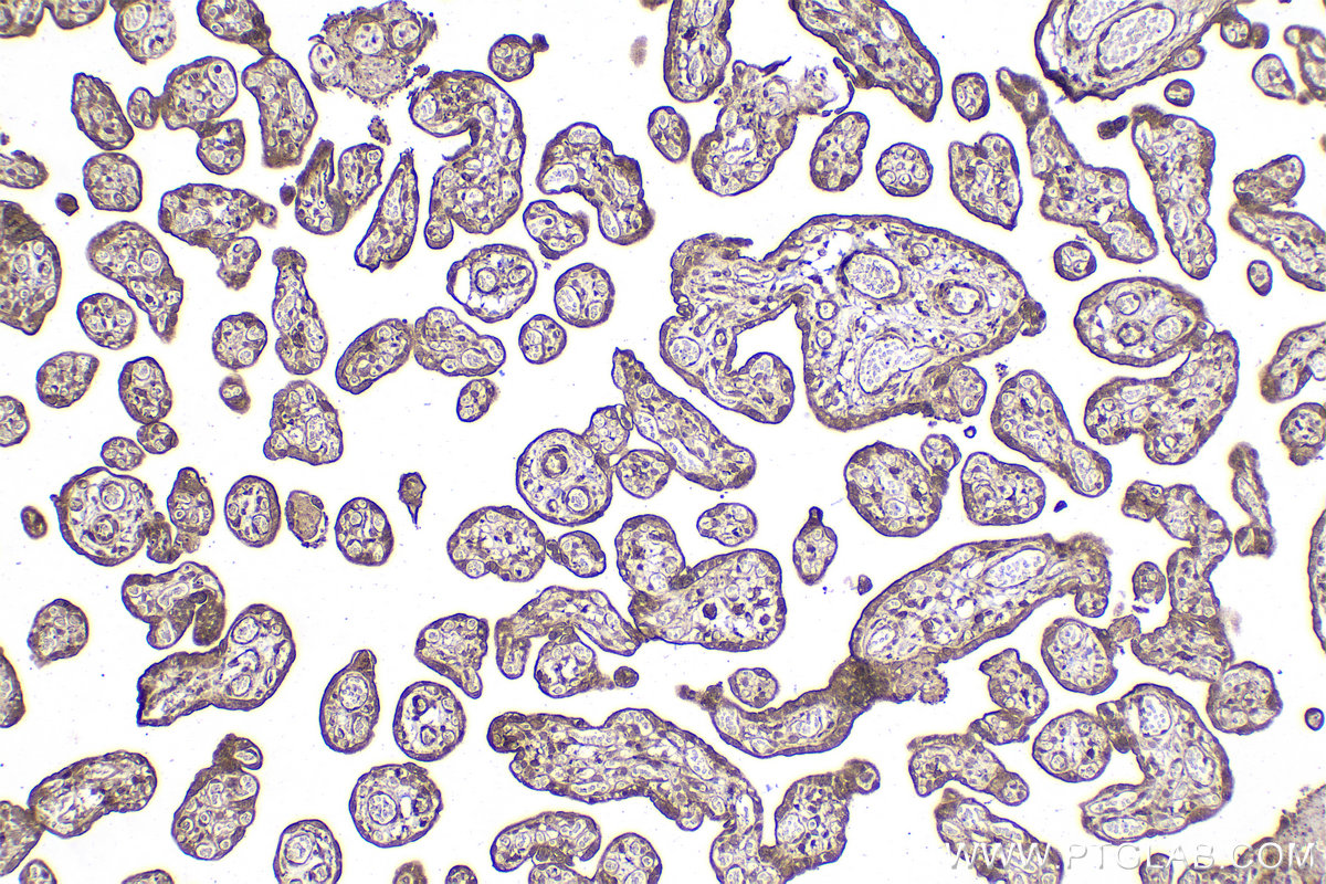 Immunohistochemical analysis of paraffin-embedded human placenta tissue slide using KHC2103 (DPM1 IHC Kit).