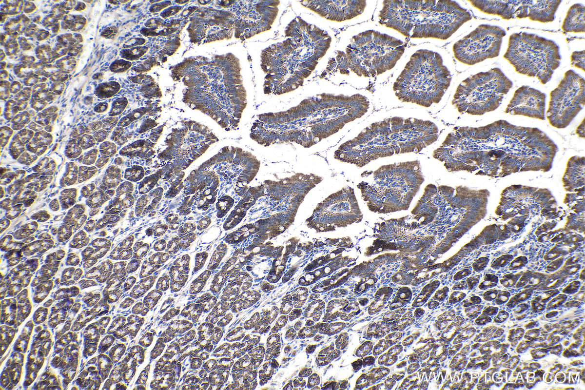 Immunohistochemical analysis of paraffin-embedded mouse small intestine tissue slide using KHC1403 (DTYMK IHC Kit).