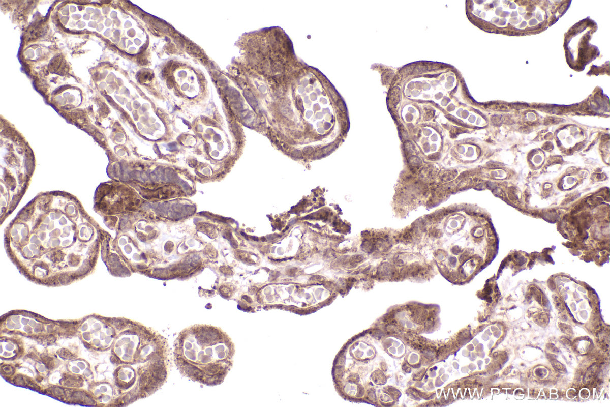 Immunohistochemical analysis of paraffin-embedded human placenta tissue slide using KHC2595 (DUB3 IHC Kit).