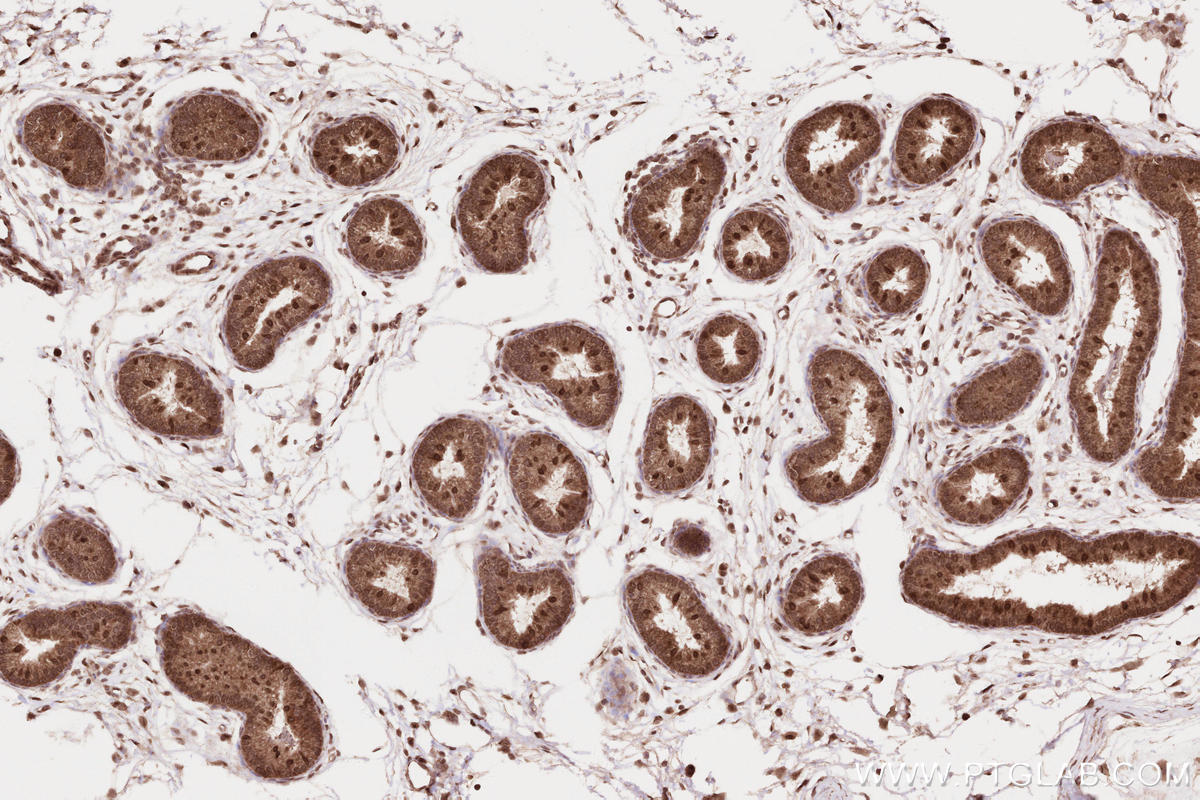 Immunohistochemical analysis of paraffin-embedded rat epididymis tissue slide using KHC2595 (DUB3 IHC Kit).